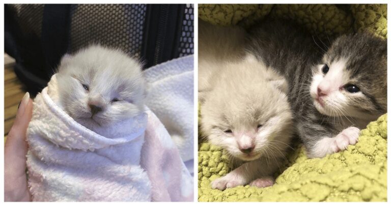 Donna salva una gattina appena nata e torna a prendere suo fratello
