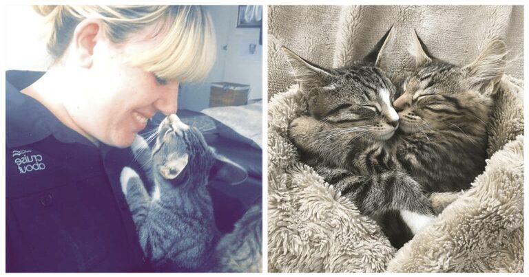 Una coppia va al gattile ad adottare un gattino. Quando vedono il fratellino, decidono che non potevano lasciarlo lì