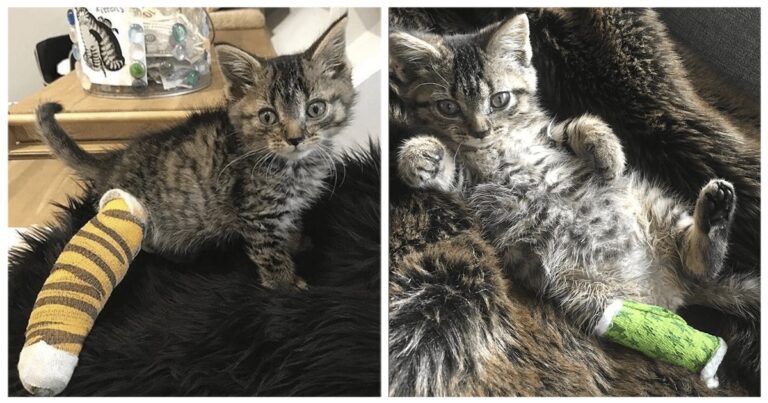 Gattina con tre zampe è una vera combattente