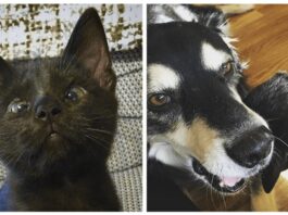 Gattino nato senza palpebre stringe amicizia con un cane