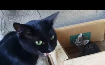 I discorsi di mamma gatta ai suoi gattini