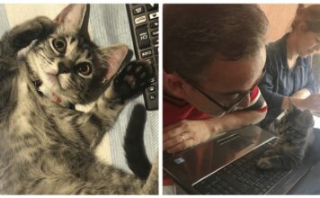 Una coppia accetta di prendersi cura di una gattina per un paio di giorni, ma la micia ha un piano diverso…