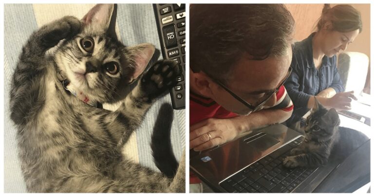 Una coppia accetta di prendersi cura di una gattina per un paio di giorni, ma la micia ha un piano diverso…