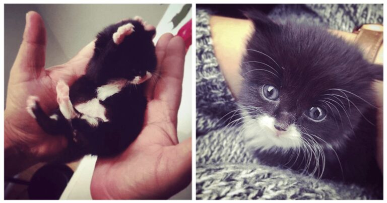 Una donna non voleva avere animali domestici, ma poi ha trovato un gattino abbandonato sotto casa sua