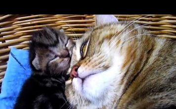 Mamma gatta coccola i suoi gattini