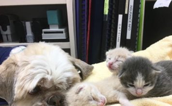 Un cane aiuta ad allevare oltre 70 gattini orfani dopo che si è innamorato di una gatta a 3 zampe