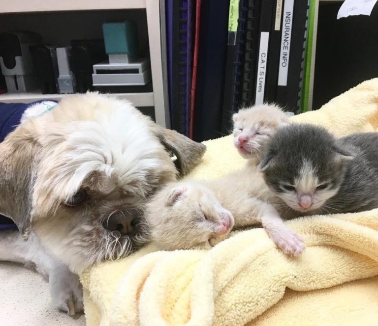 Un cane aiuta ad allevare oltre 70 gattini orfani dopo che si è innamorato di una gatta a 3 zampe