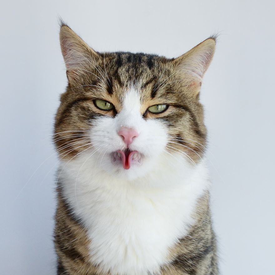 Rexie, il gatto che fa le linguacce
