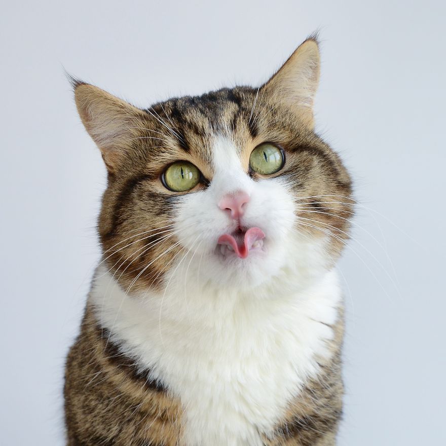 Rexie, il gatto che fa le linguacce