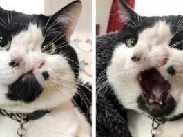 Memphis, il gatto con due nasi che ha rischiato l'eutanasia