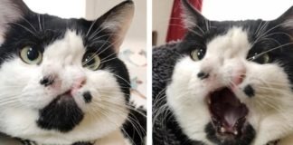 Memphis, il gatto con due nasi che ha rischiato l'eutanasia