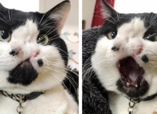 Memphis, il gatto con due nasi che ha rischiato l'eutanasia