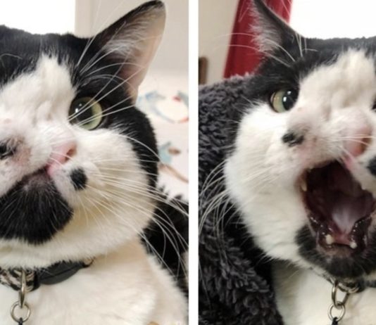 Una donna salva un gatto con due nasi destinato all’eutanasia Memphis, il gatto con due nasi che ha rischiato l'eutanasia