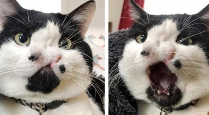 Memphis, il gatto con due nasi che ha rischiato l'eutanasia
