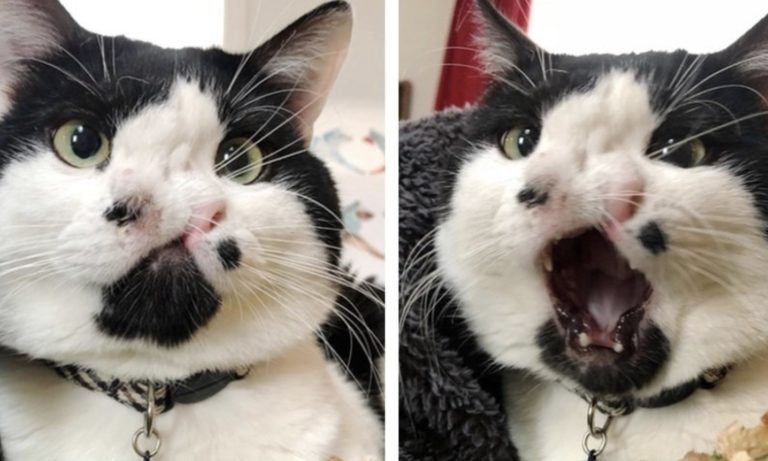 Memphis, il gatto con due nasi che ha rischiato l'eutanasia