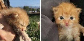 Gattino che piangeva dentro un muro