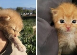 Gattino che piangeva dentro un muro