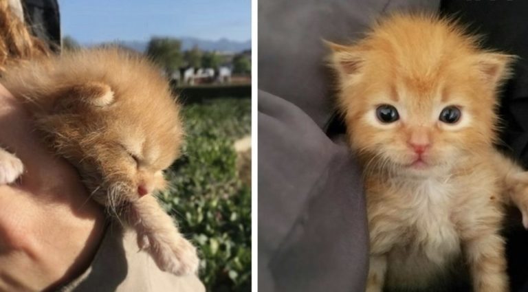 Gattino che piangeva dentro un muro