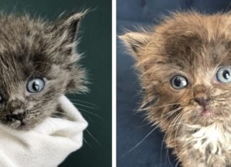 Gattino grande la metà del suo fratello