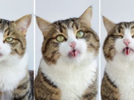 Rexie, il gatto che fa le linguacce