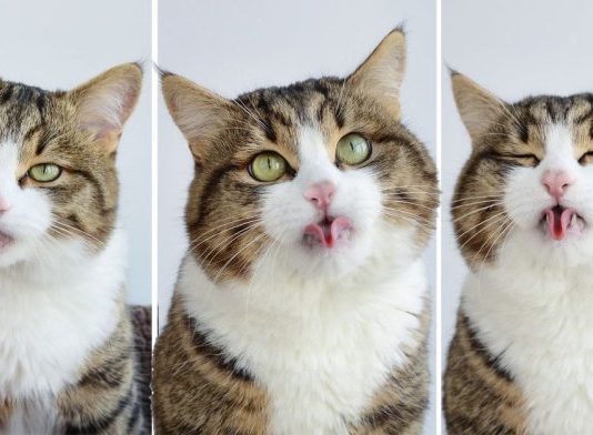 Rexie, il gatto che fa le linguacce