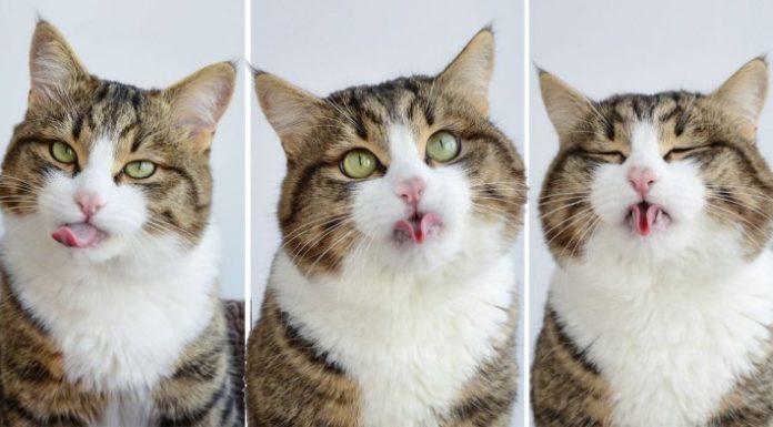 Rexie, il gatto che fa le linguacce