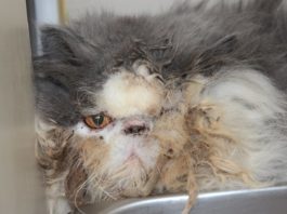 Gatto Gobo Frabble, in attesa di una seconda chance
