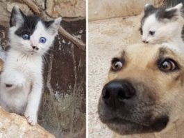 Una cagnetta che ha perso i suoi cuccioli adotta un gattino