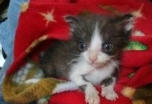Gattino respinto dalla sua mamma trova conforto avvolto in coperta