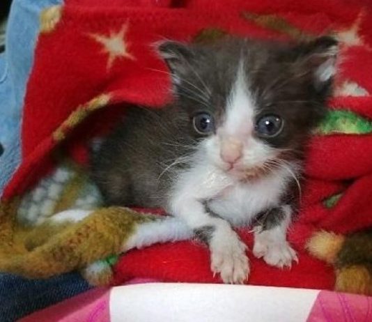 Gattino respinto dalla sua mamma trova conforto avvolto in coperta