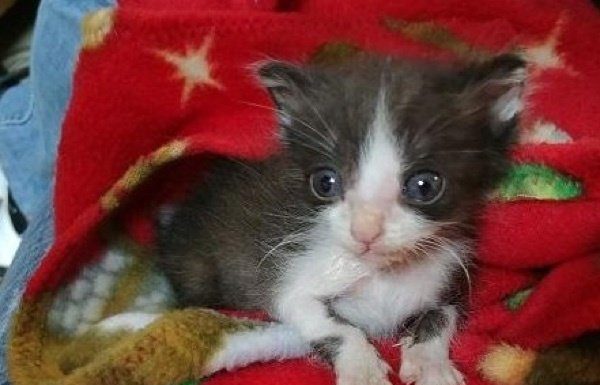 Gattino respinto dalla sua mamma trova conforto avvolto in coperta
