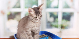 lettiera per gatti