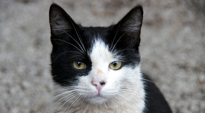 nomi per gatti