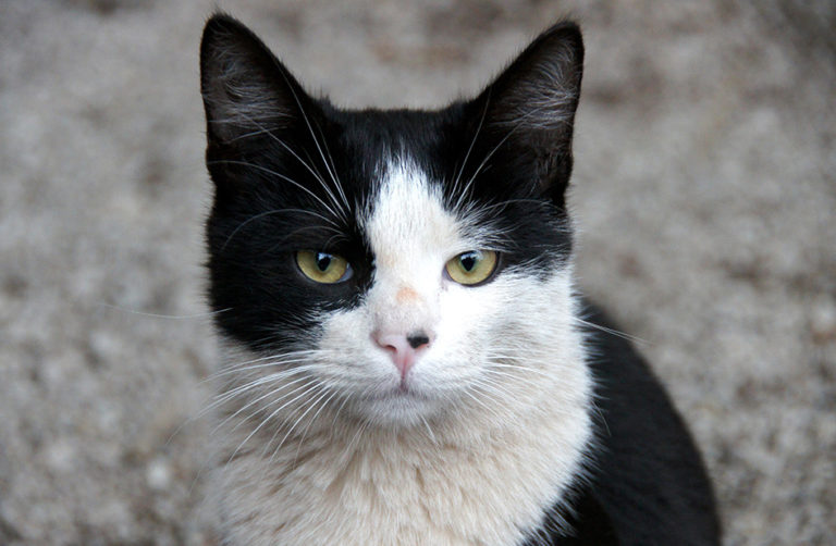 nomi per gatti