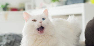 nomi per gatti bianchi