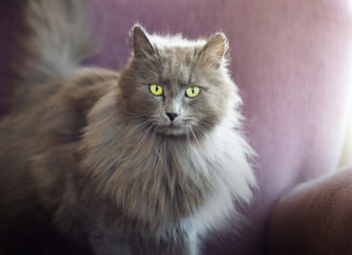 nomi per gatti femmine