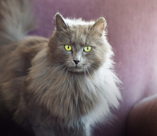 nomi per gatti femmine