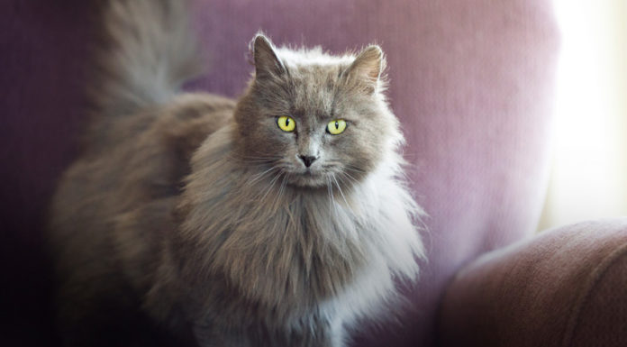 nomi per gatti femmine