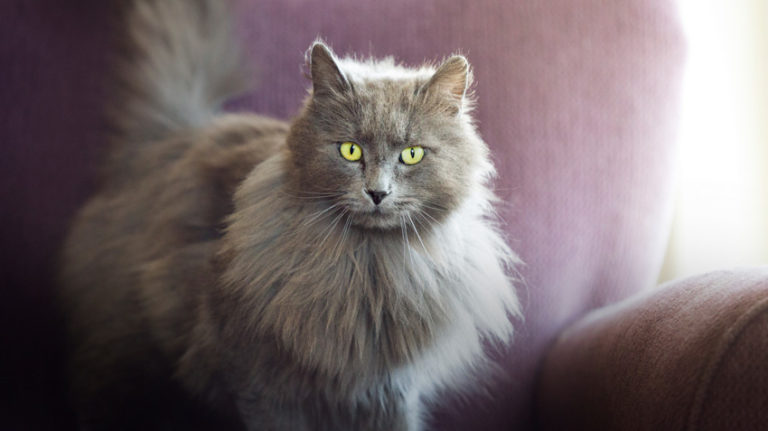 nomi per gatti femmine