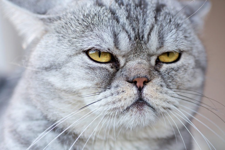 nomi per gatti maschi
