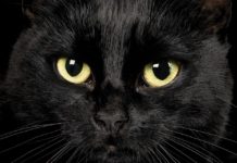 nomi per gatti neri