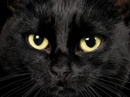 nomi per gatti neri