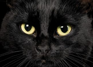 nomi per gatti neri