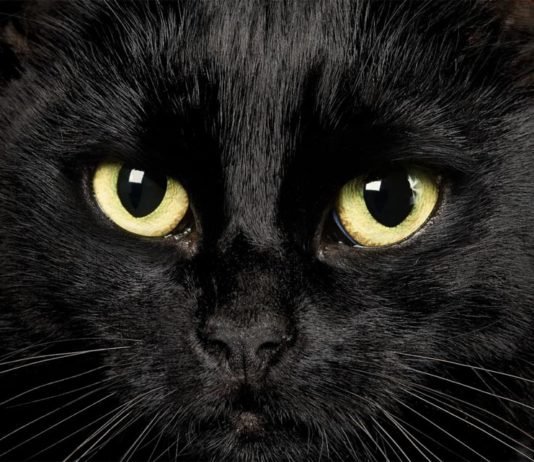 nomi per gatti neri