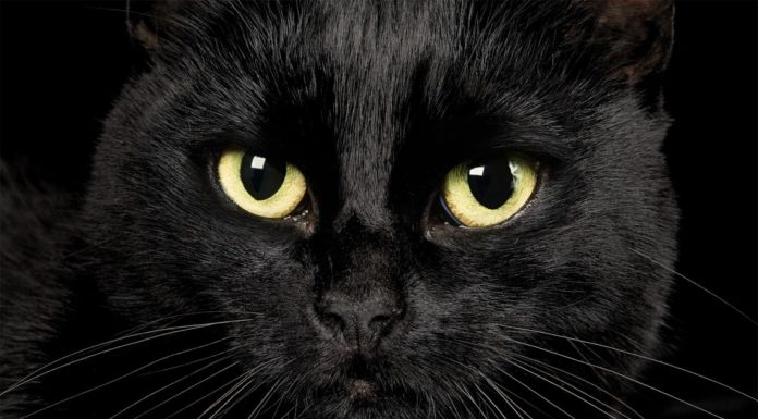 nomi per gatti neri