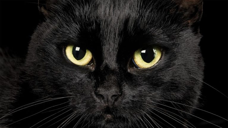 nomi per gatti neri
