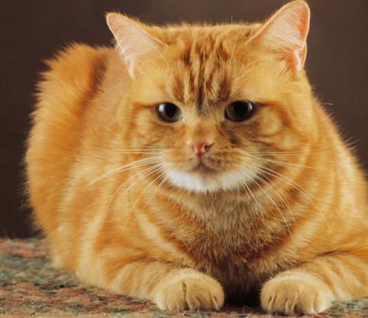 Nomi per gatti rossi nomi per gatti rossi