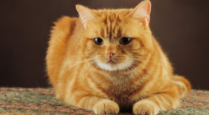 nomi per gatti rossi