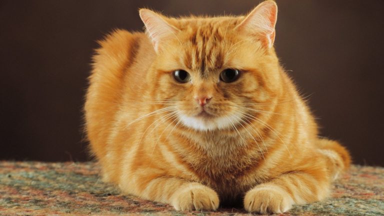 nomi per gatti rossi