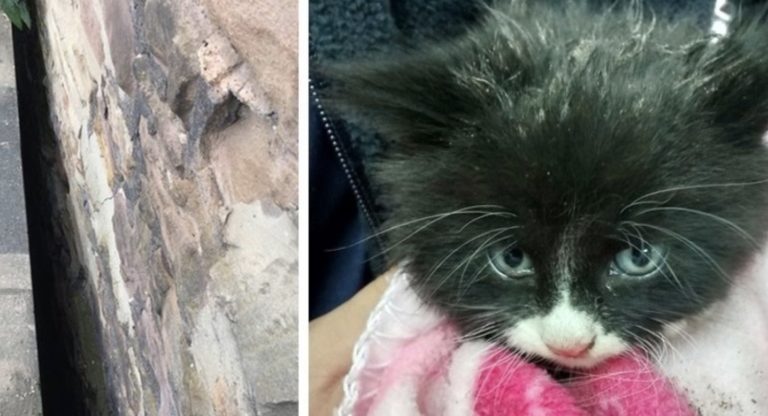 Gattino trovato intrappolato al buio, ringrazia il suo soccorritore dopo essere stato salvato